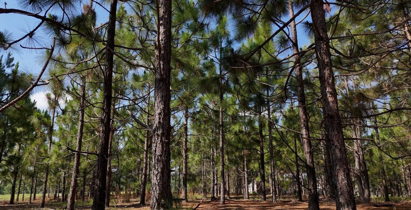 479 Longleaf Mecca Photo 26