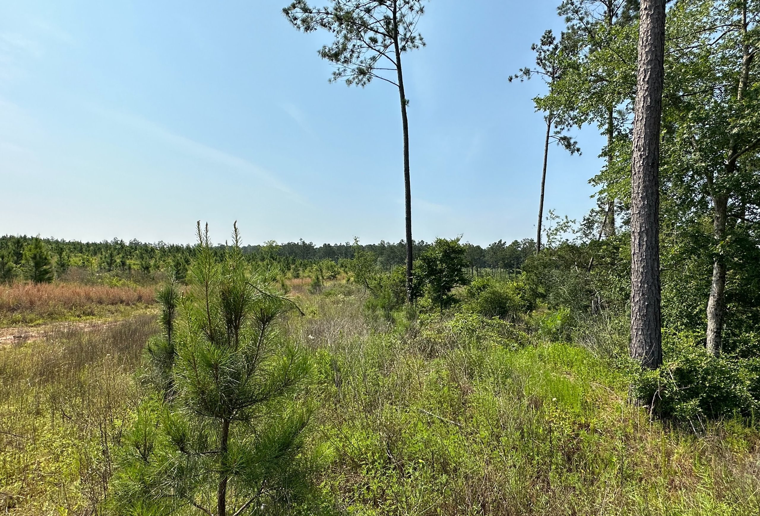Photo 4 of L Jordan, 574 acres, Cherokee County, Texas