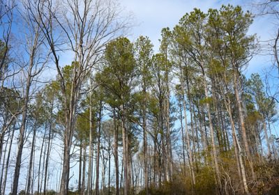 482 Church Hill pic10