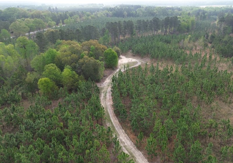 Photo 5 of Old Poor Robin Tract 1, 24.6 acres, Screven County, Georgia
