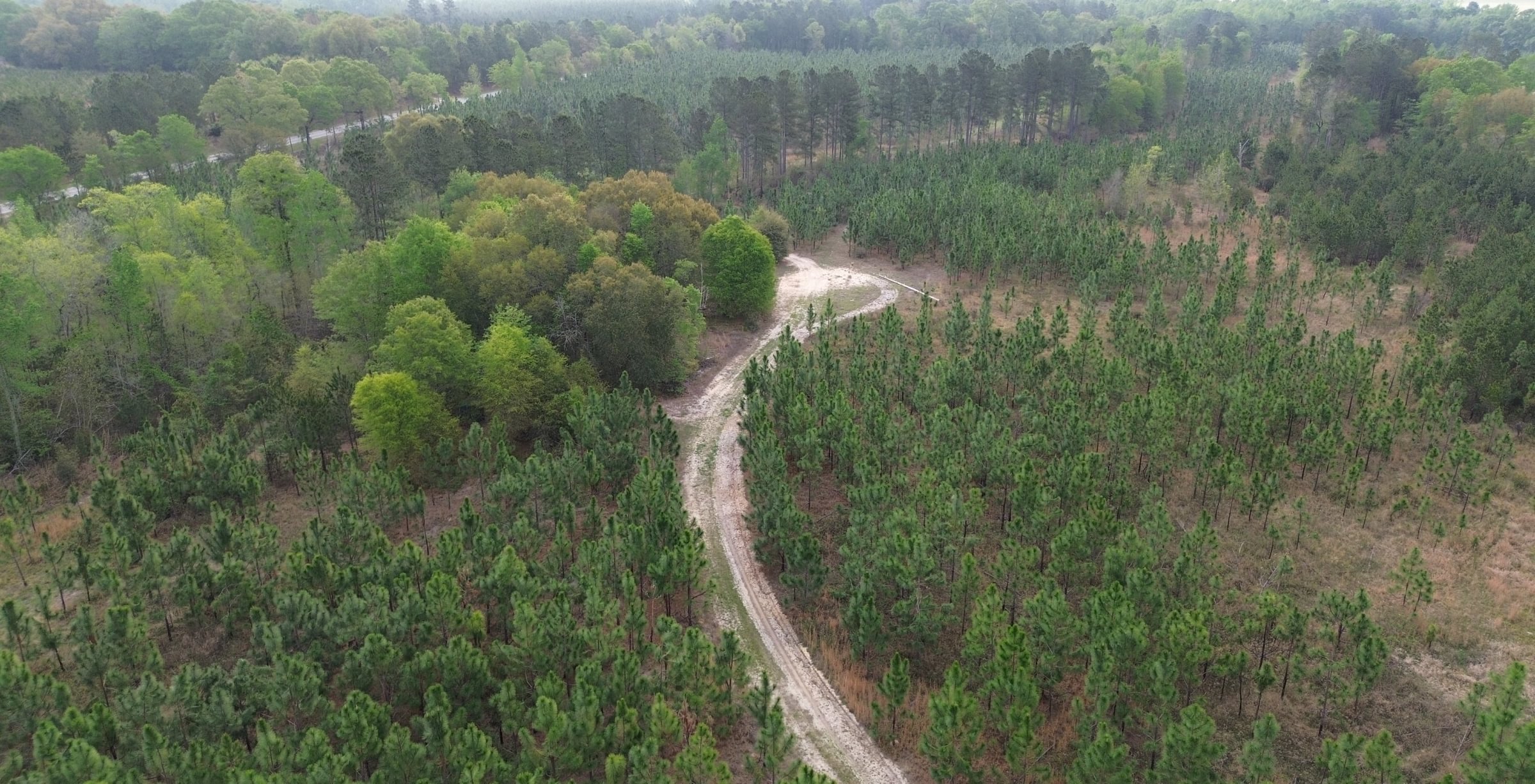Photo 5 of Old Poor Robin Tract 1, 24.6 acres, Screven County, Georgia