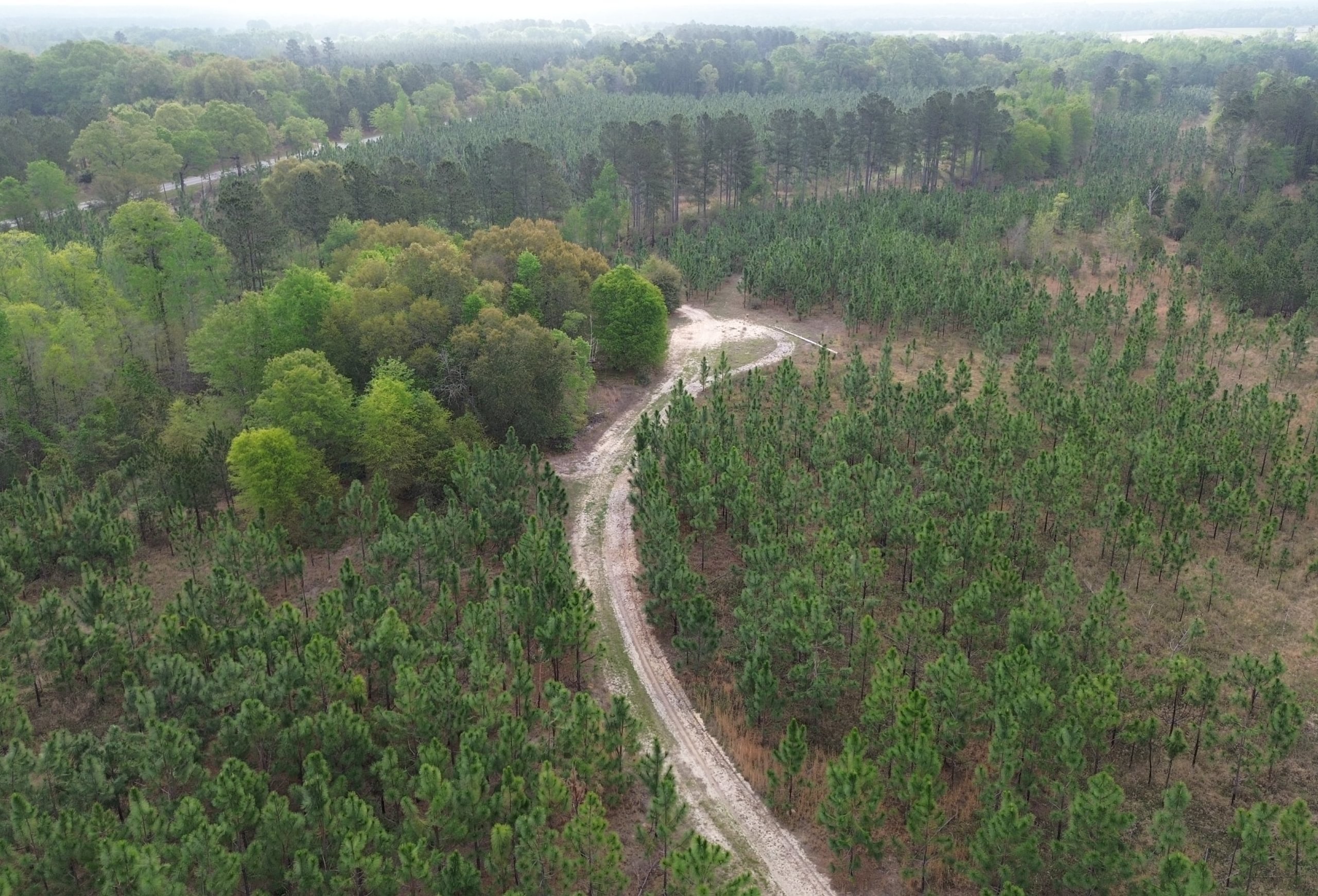 Photo 5 of Old Poor Robin Tract 1, 24.6 acres, Screven County, Georgia