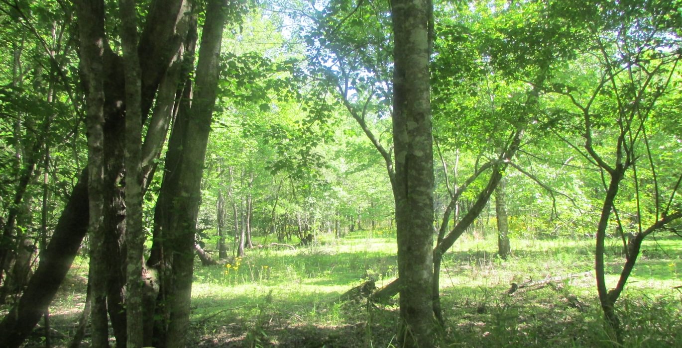 482 IMG 0675