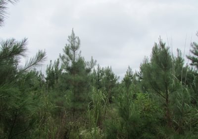 484 012 IMG 0884
