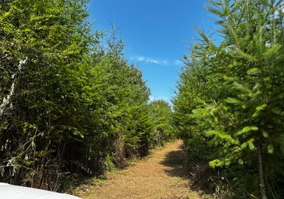 486 IMG 1367