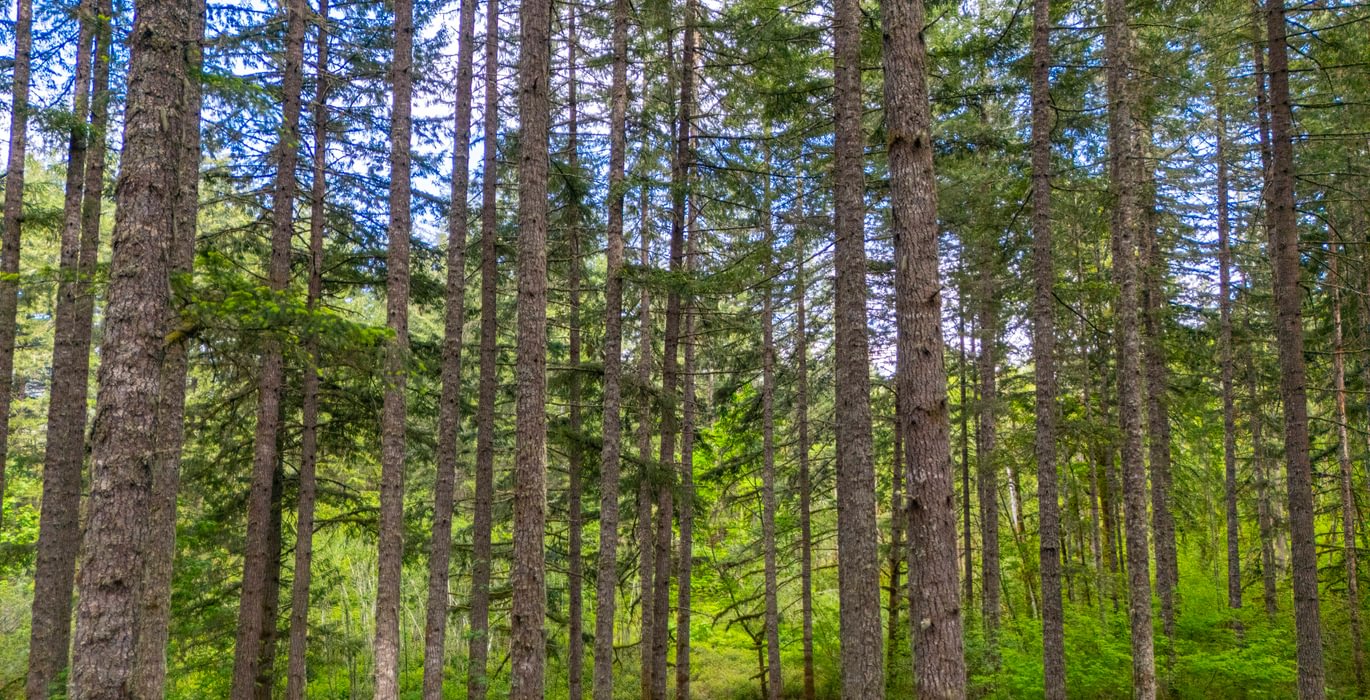 486 Trees Low 5