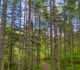 486 Trees Low 5