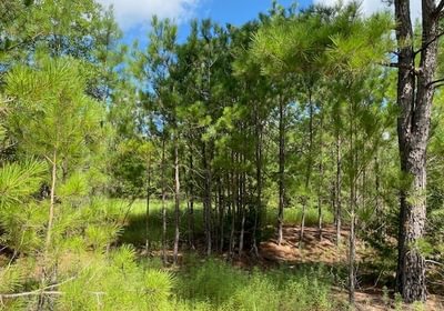 486 gum springs 16
