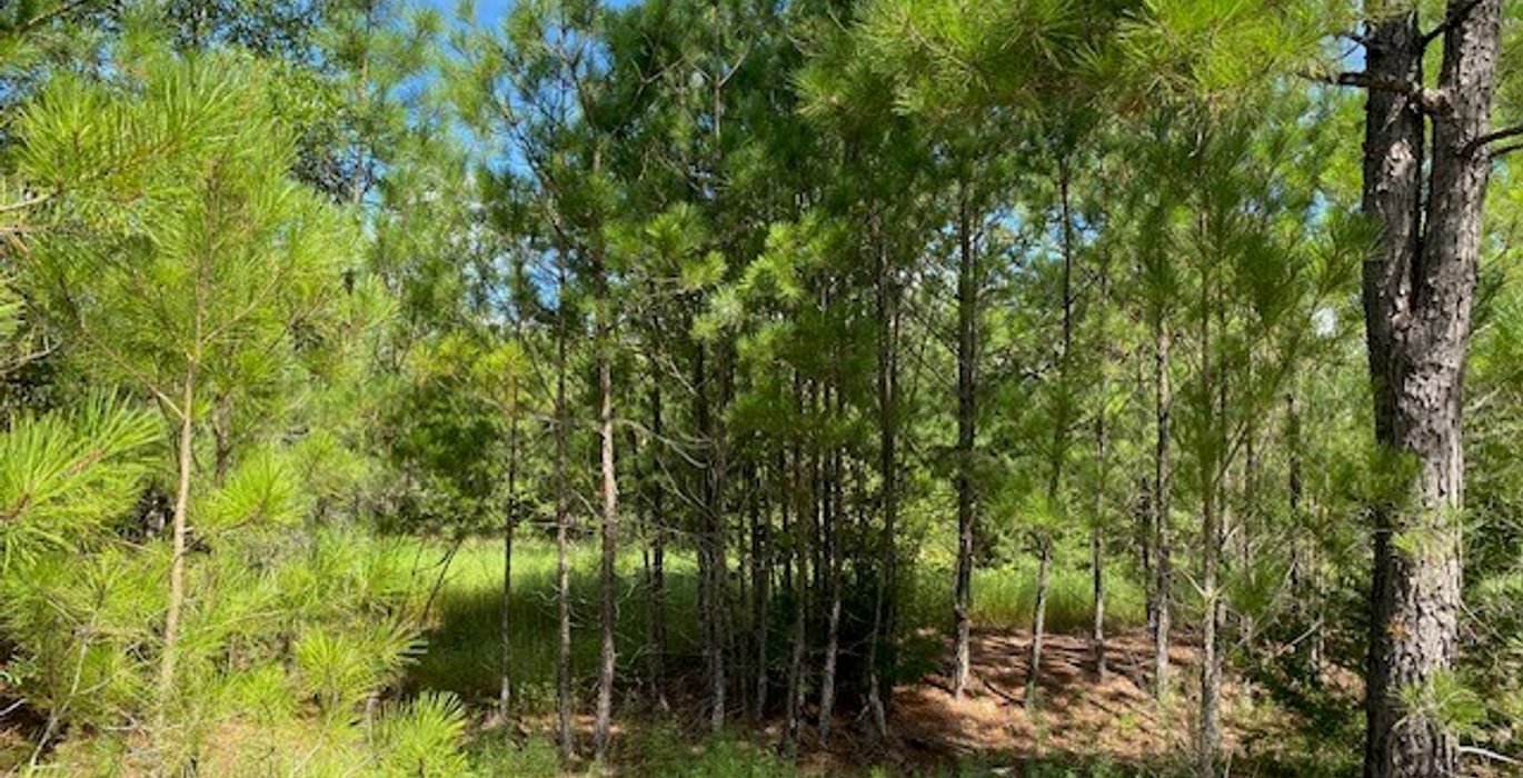 486 gum springs 16