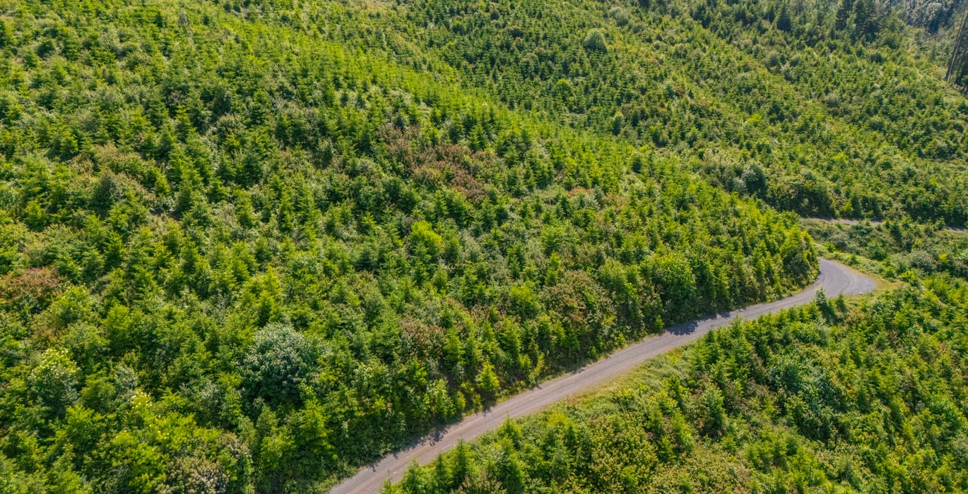 48 Medium Trees 1