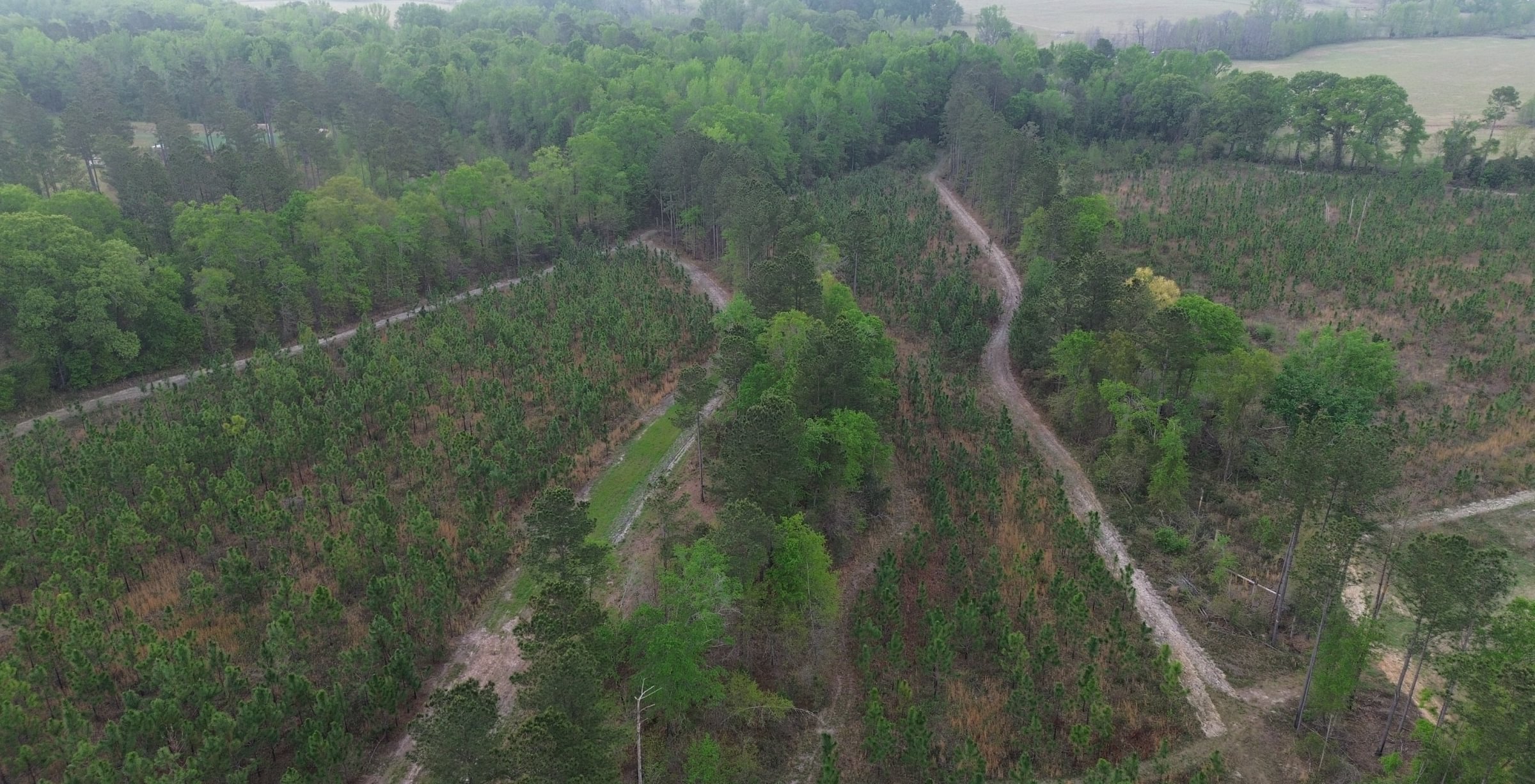 Photo 4 of Old Poor Robin Sportsman Tract 2, 24.6 acres, Screven County, Georgia
