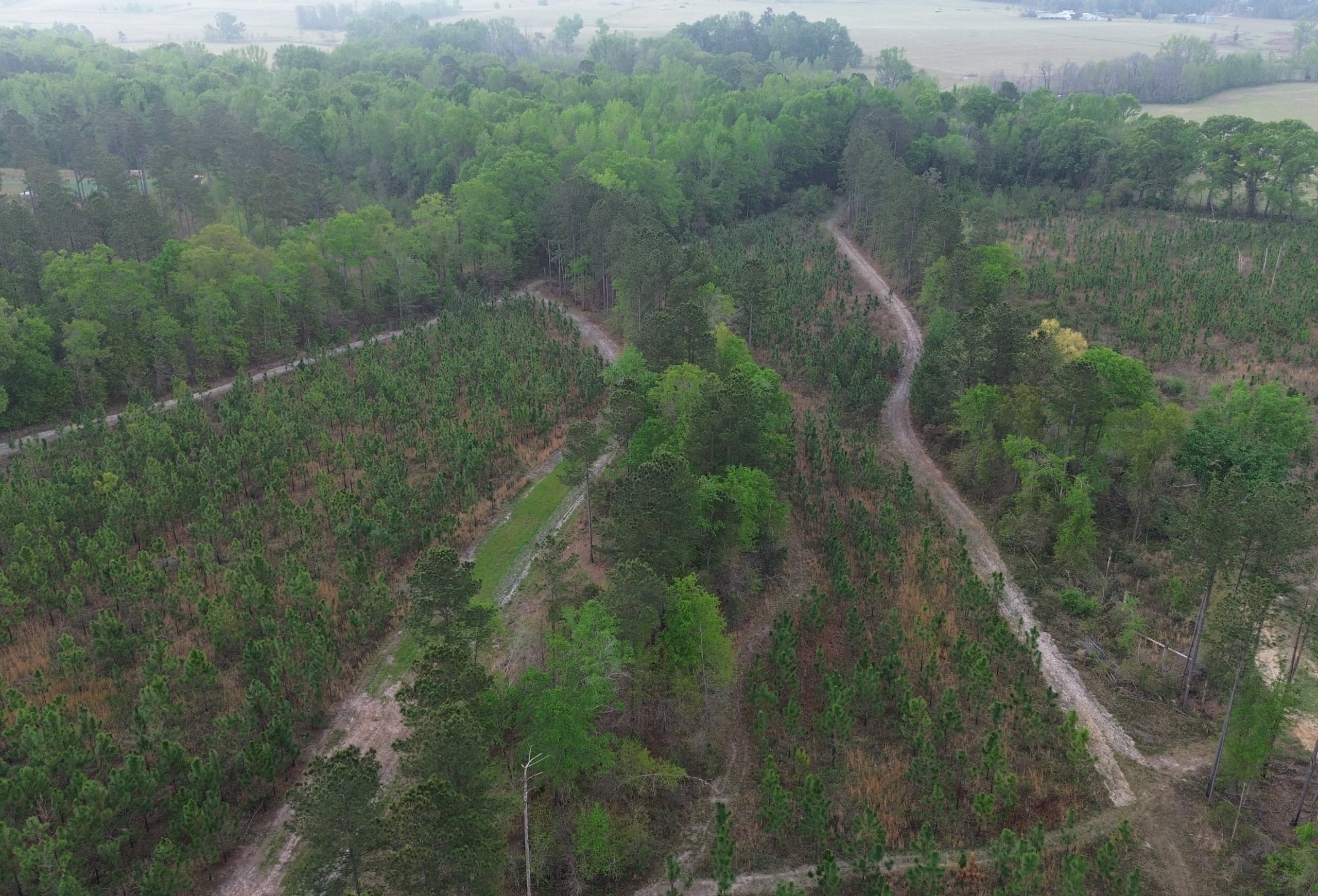 Photo 4 of Old Poor Robin Sportsman Tract 2, 24.6 acres, Screven County, Georgia