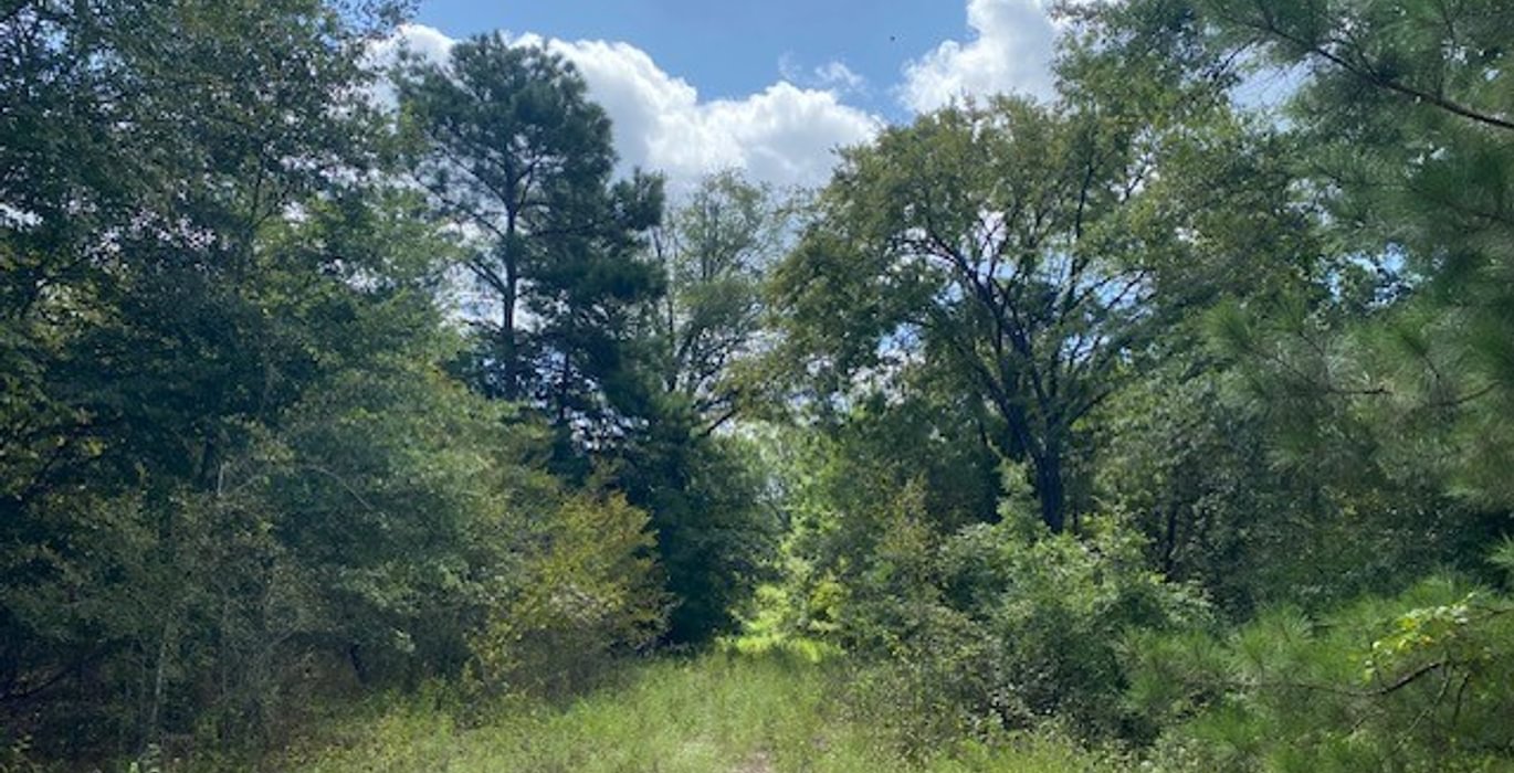 492 gum springs 6