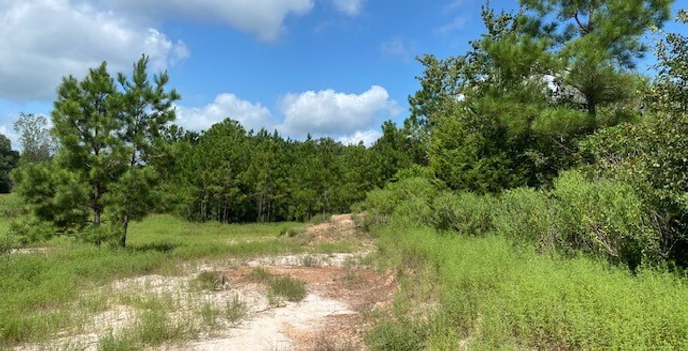 499 gum springs 19