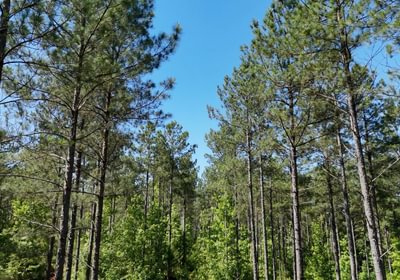 501 Horton Tract Photo 3