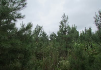 503 013 IMG 0883