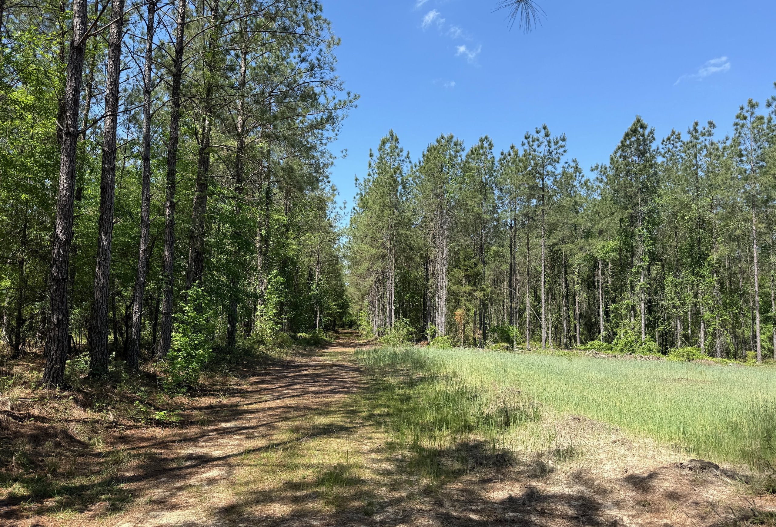 Photo 4 of Jordan Lane, 268 acres, Early County, Georgia