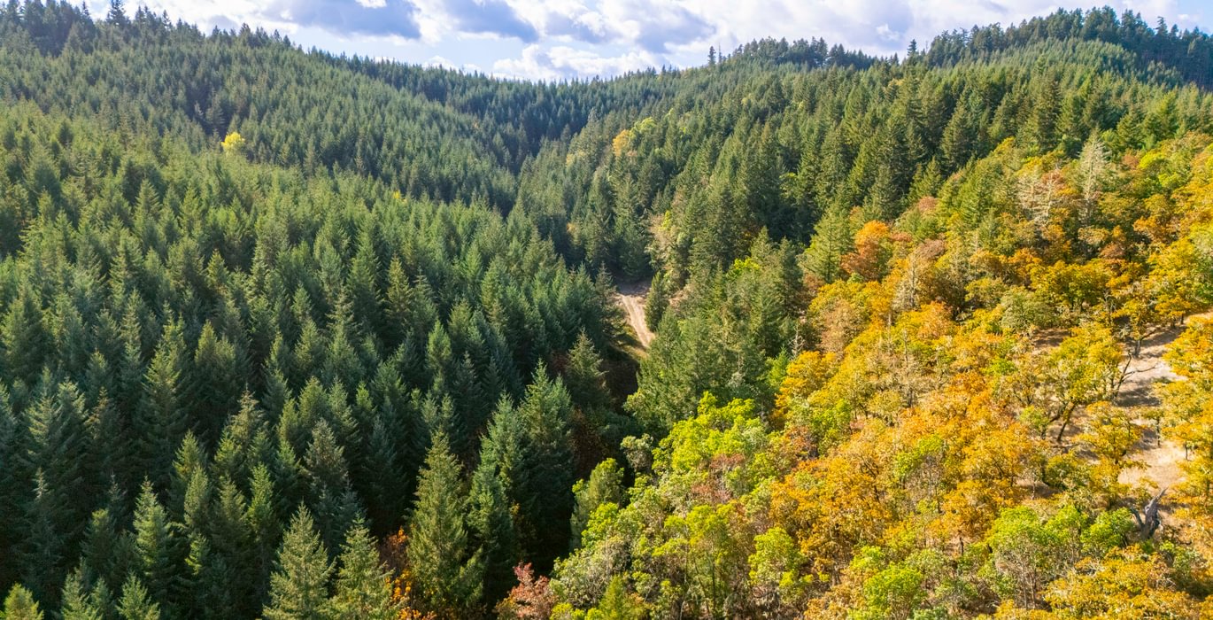 507 trees 14