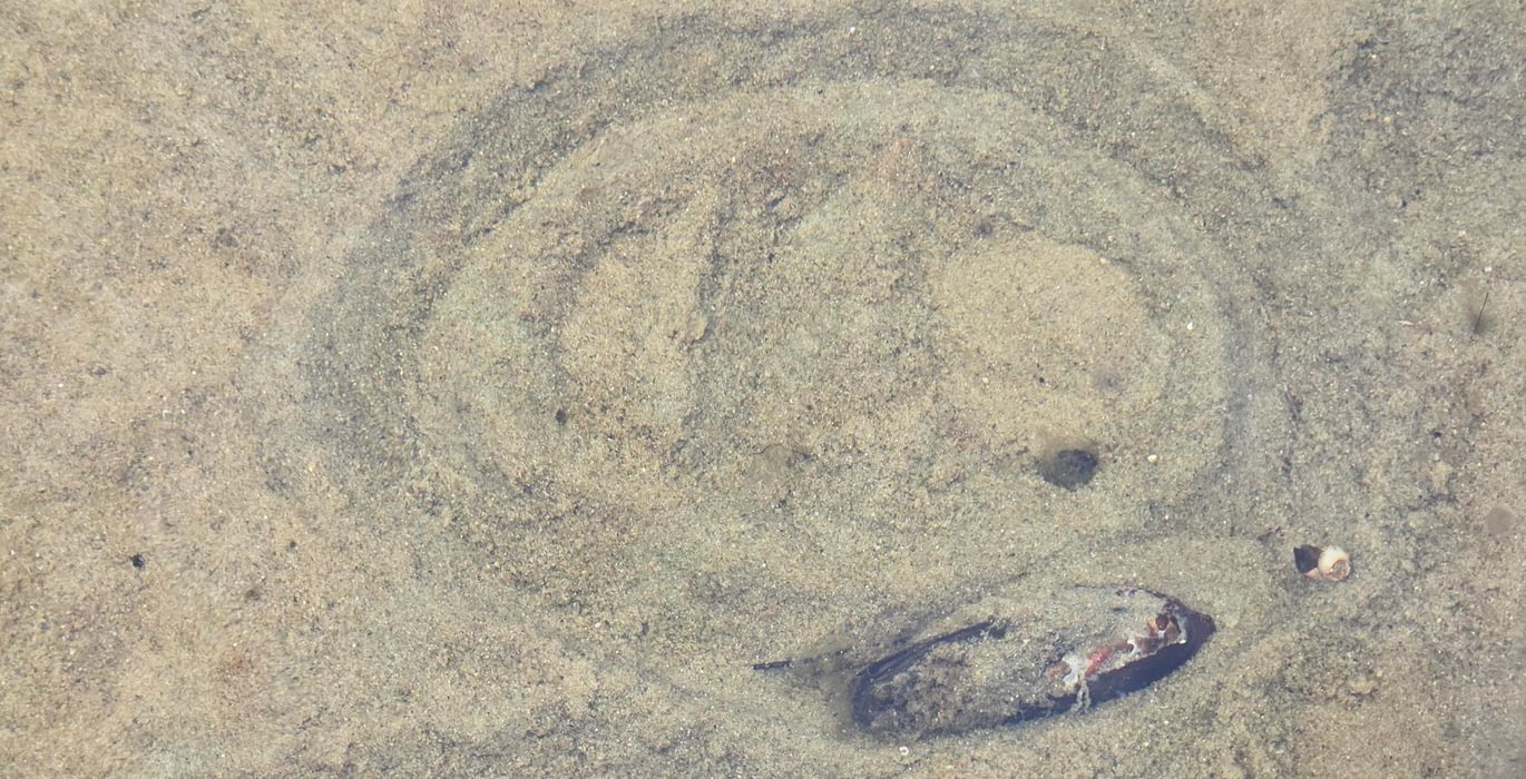 50 clear water and circle mussel trail