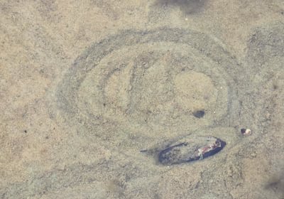 50 clear water and circle mussel trail