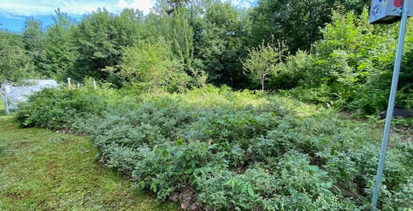 517 established garden