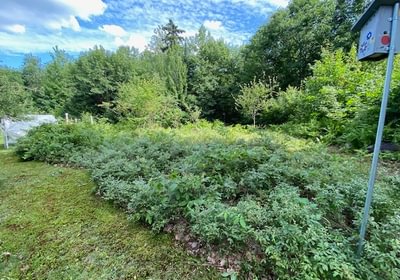 517 established garden