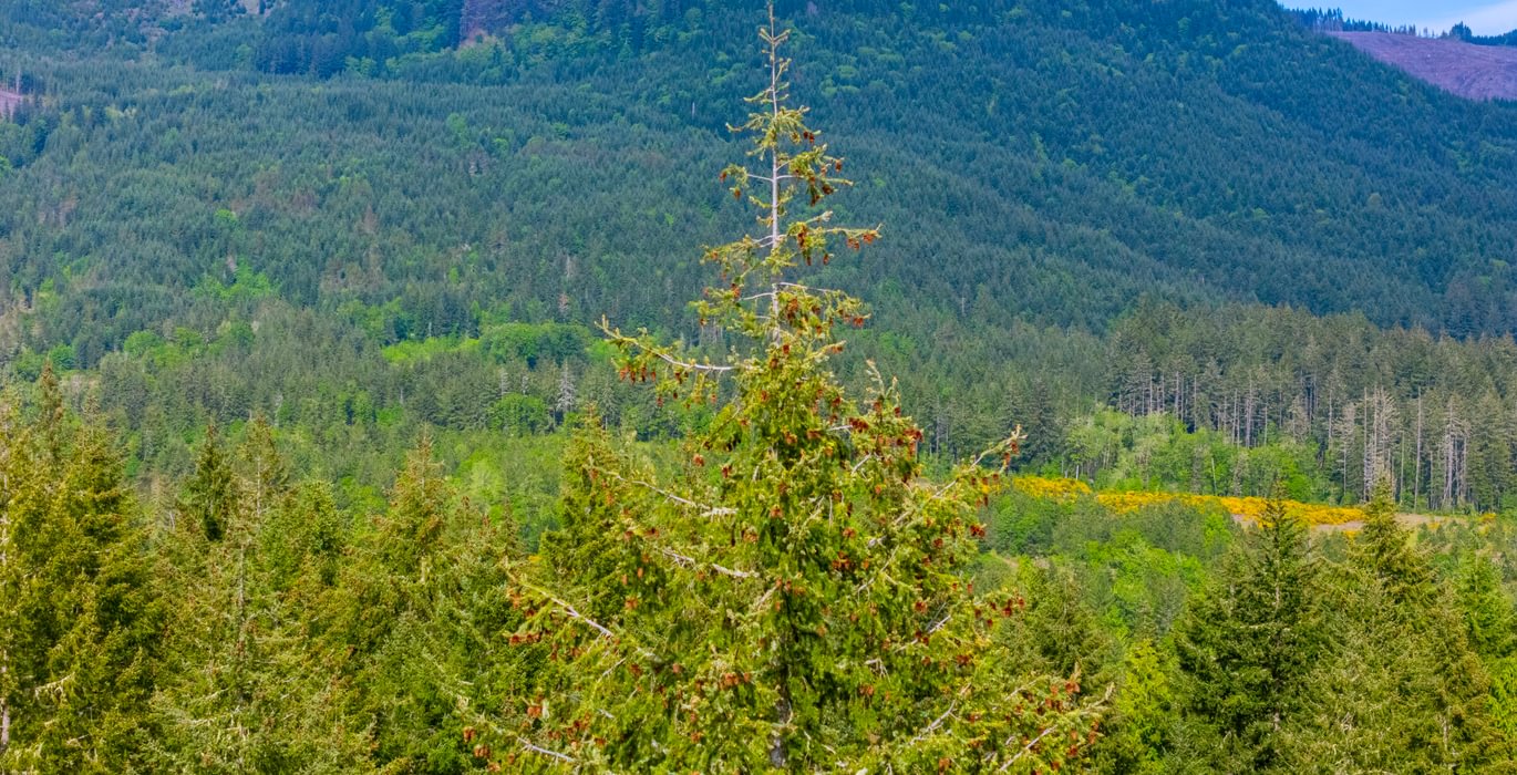 519 Pinecones