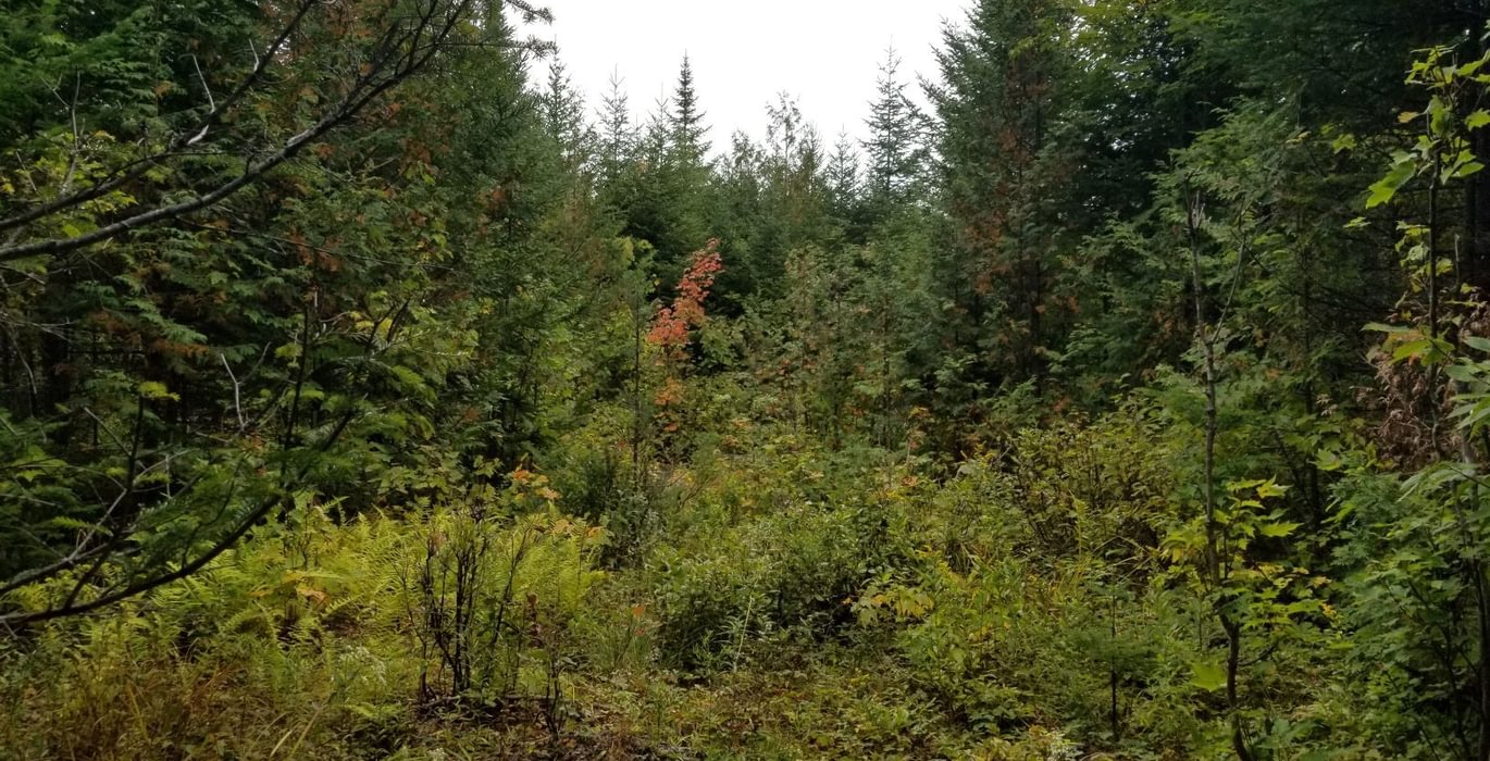 51 Land view 14