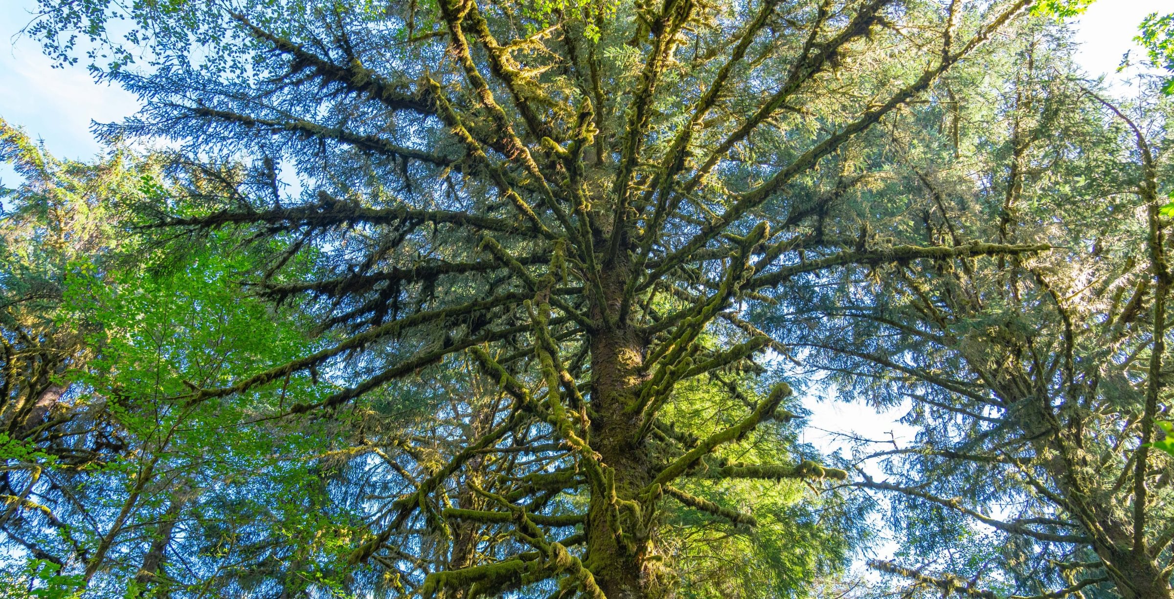 Photo 20 of Sitka Woodland, 35.37 acres, Lincoln County, Oregon