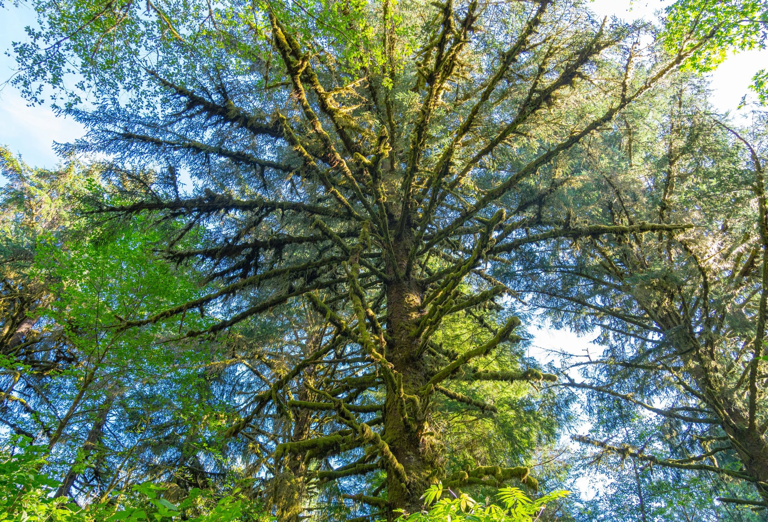 Photo 20 of Sitka Woodland, 35.37 acres, Lincoln County, Oregon