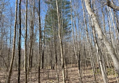 526 Timber Stand 2