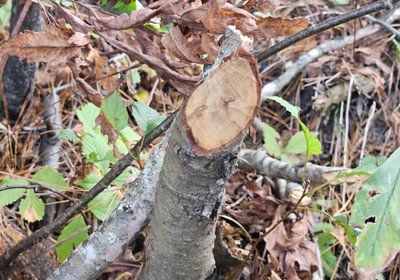527 18 Beaver activity along Martin Stream