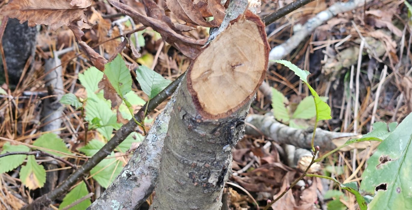 527 18 Beaver activity along Martin Stream