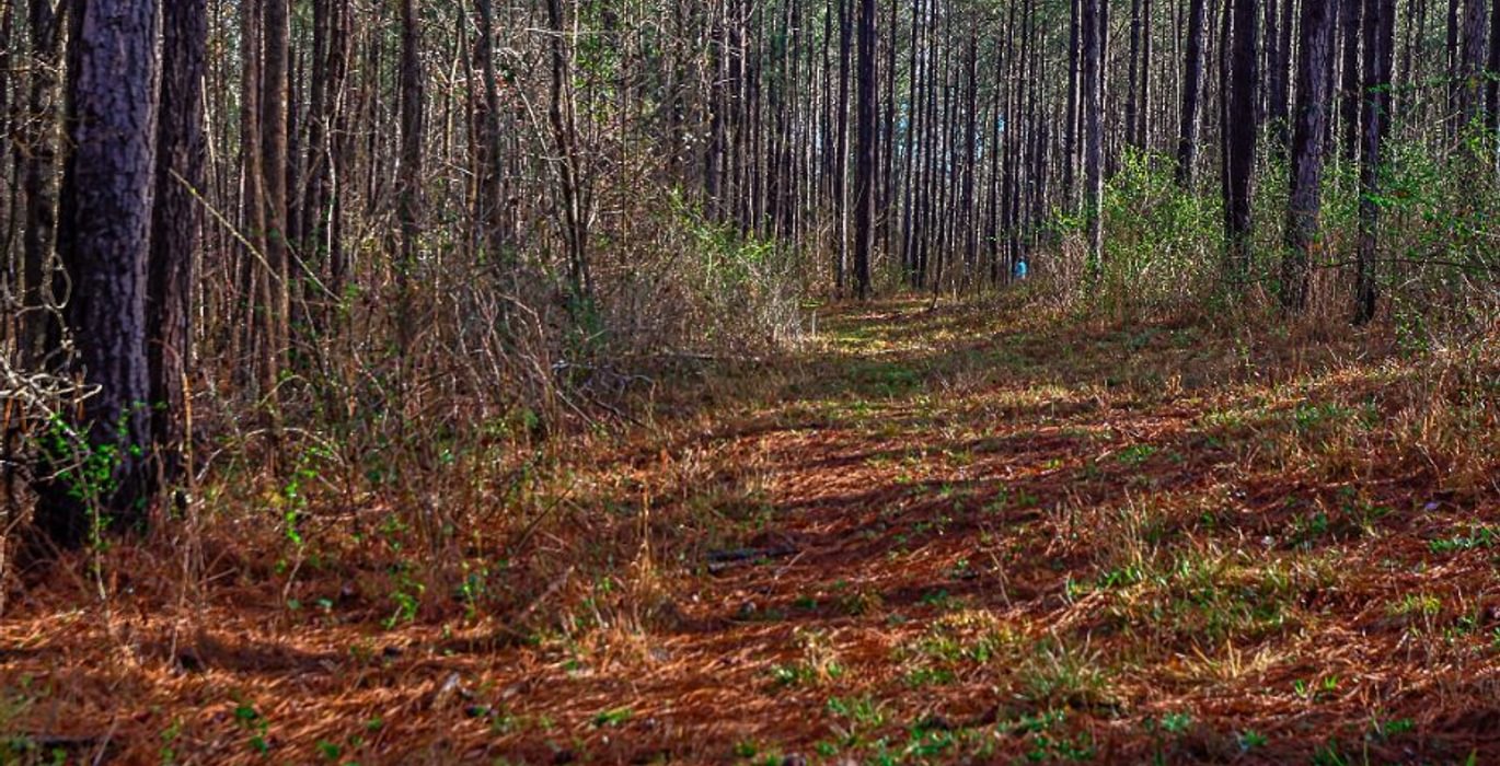 528 AFM Pines at Devereux 10