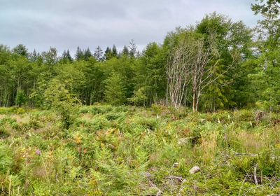 52 IMG 20260708 104103906 HDR