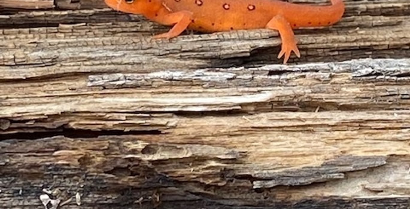 52 salamander
