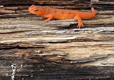 52 salamander