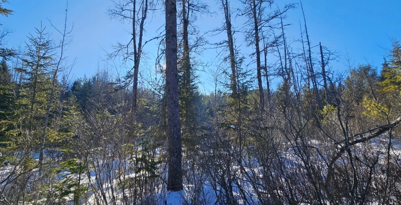 532 3 Lot off Woods rd 6