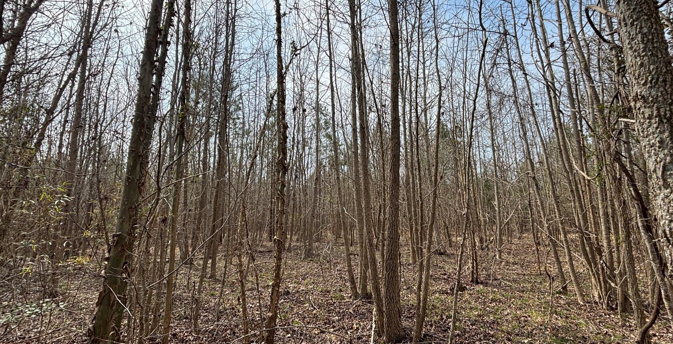 532 IMG 4739