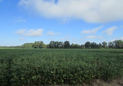 534 IMG 1183