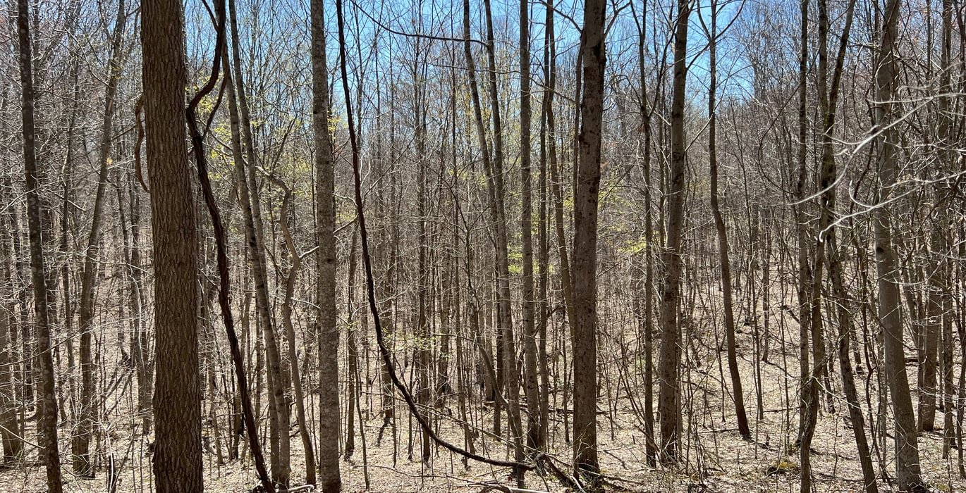 536 Timber Stand 12