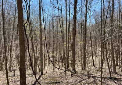 536 Timber Stand 12