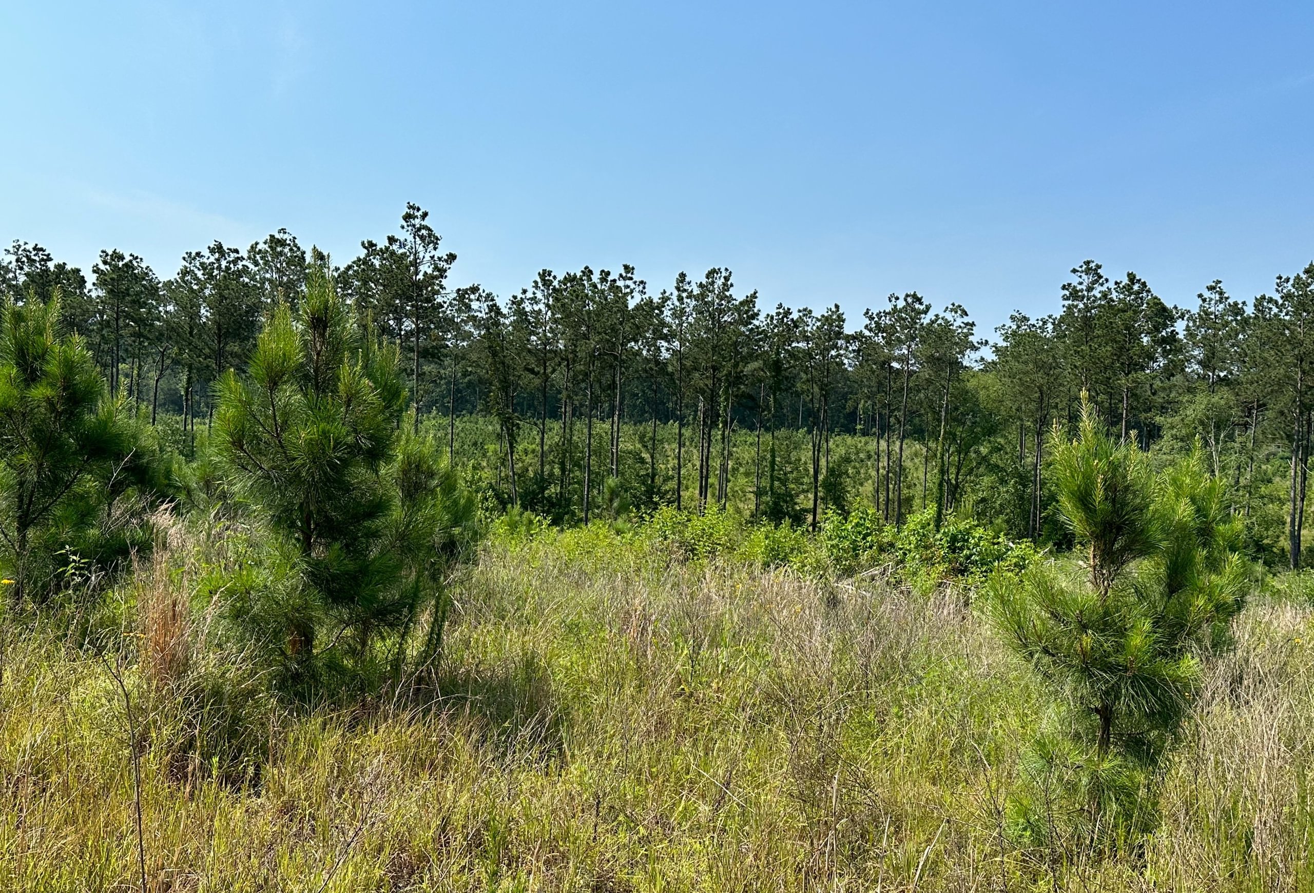 Photo 6 of L Jordan, 574 acres, Cherokee County, Texas