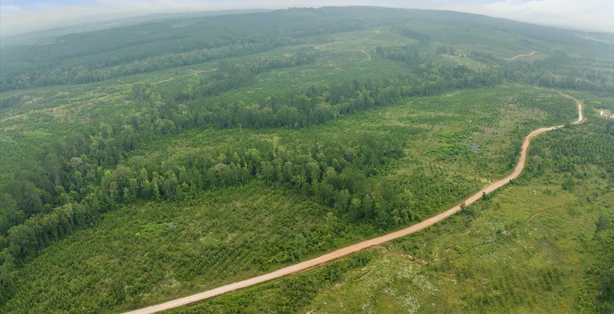Photo 17 of L Jordan, 574 acres, Cherokee County, Texas