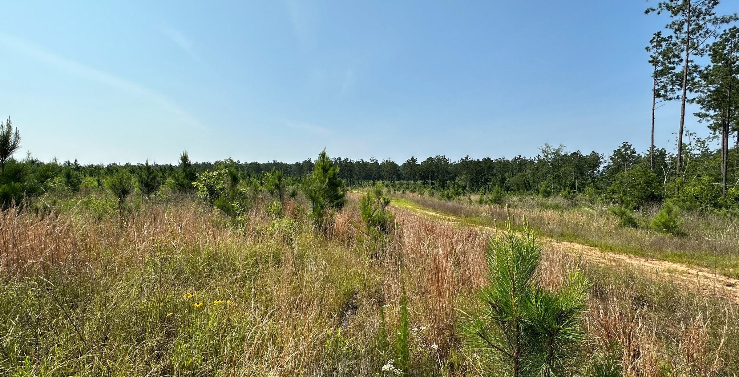 Photo 7 of L Jordan, 574 acres, Cherokee County, Texas