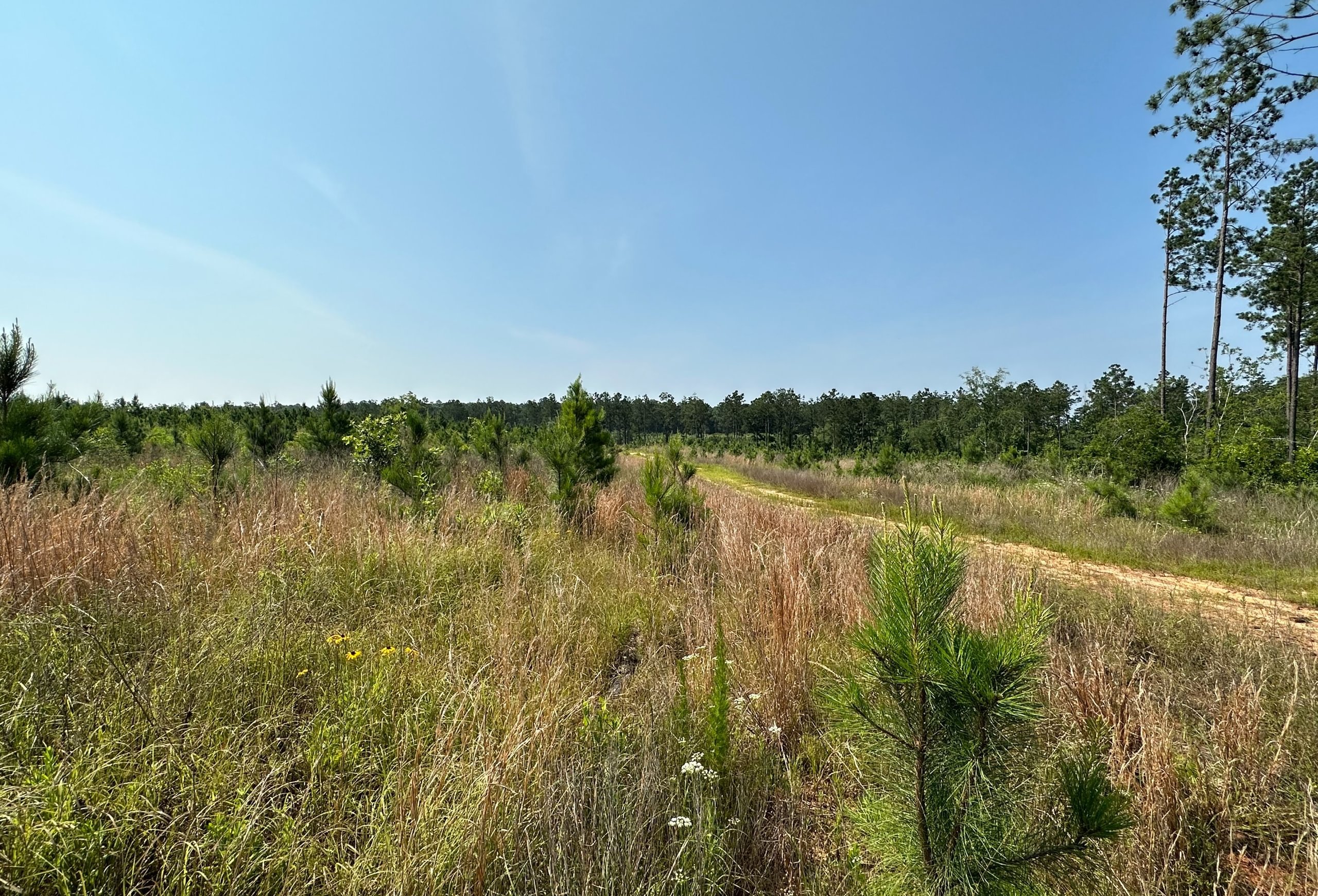 Photo 7 of L Jordan, 574 acres, Cherokee County, Texas