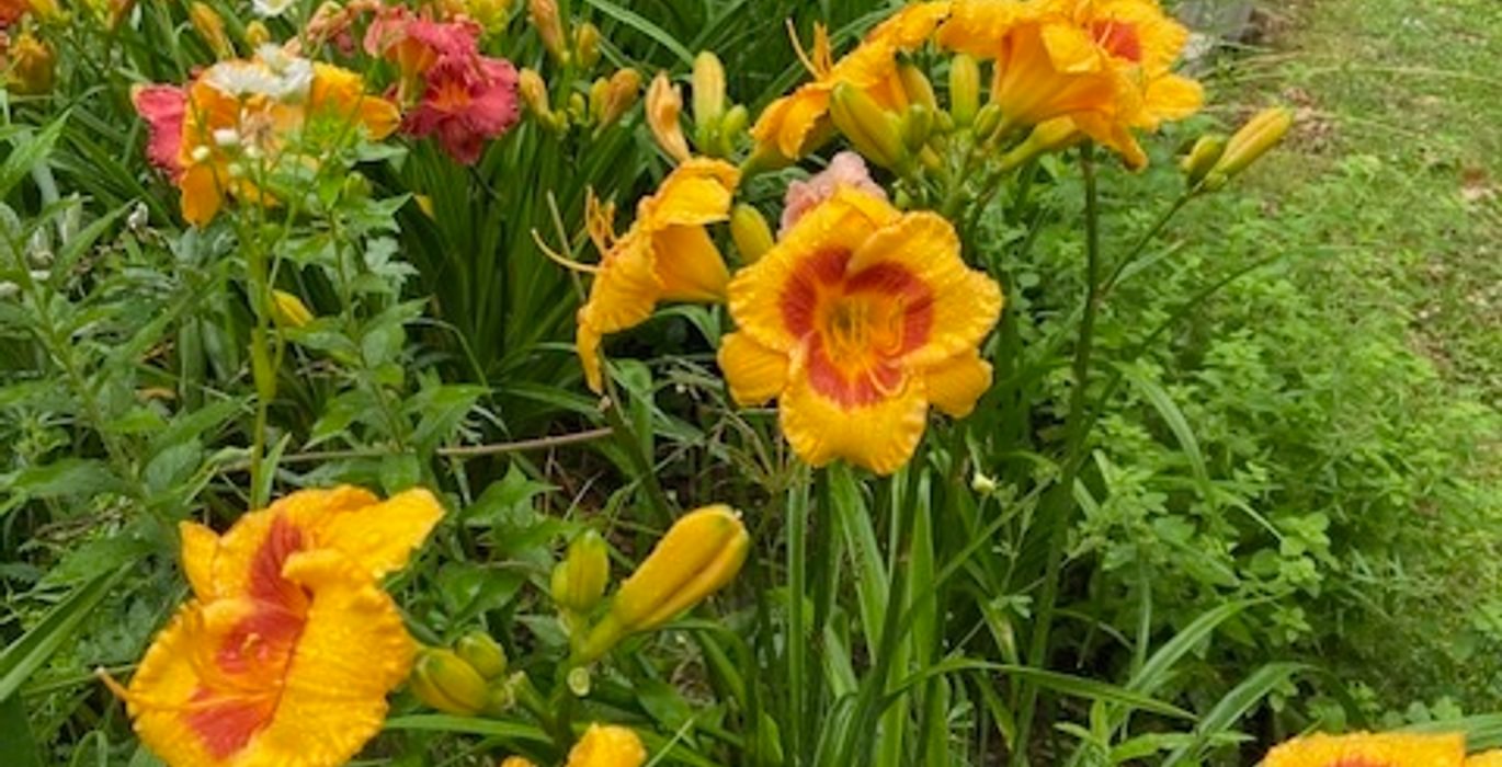 543 flowers