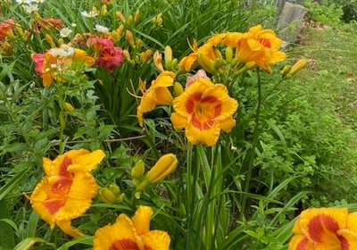 543 flowers