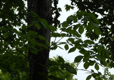 545 2016 06 09 elm tree leaves