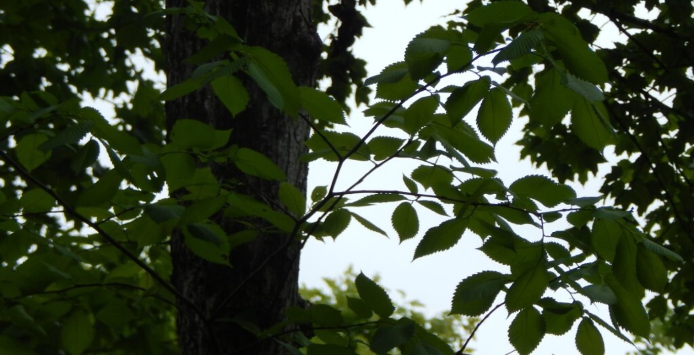 545 2016 06 09 elm tree leaves